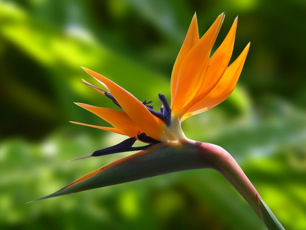 flower, bird of paradise, garden