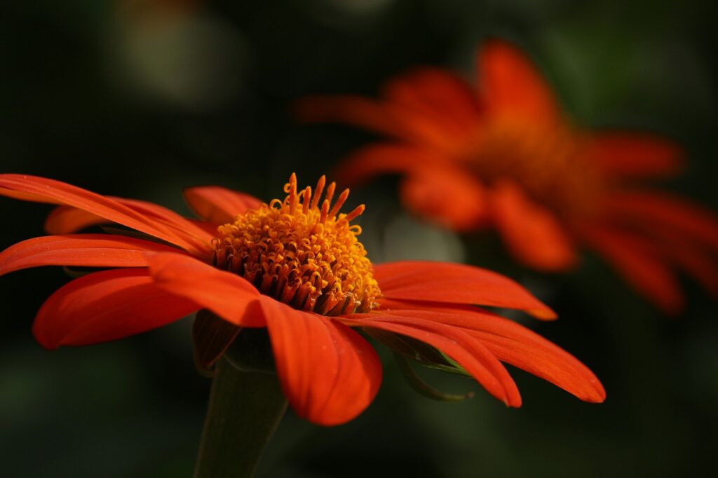 orange flower, flower, petals
