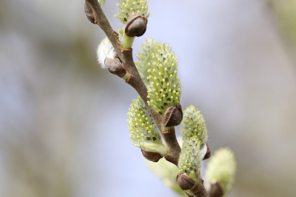 pasture, willow catkin, blossom
